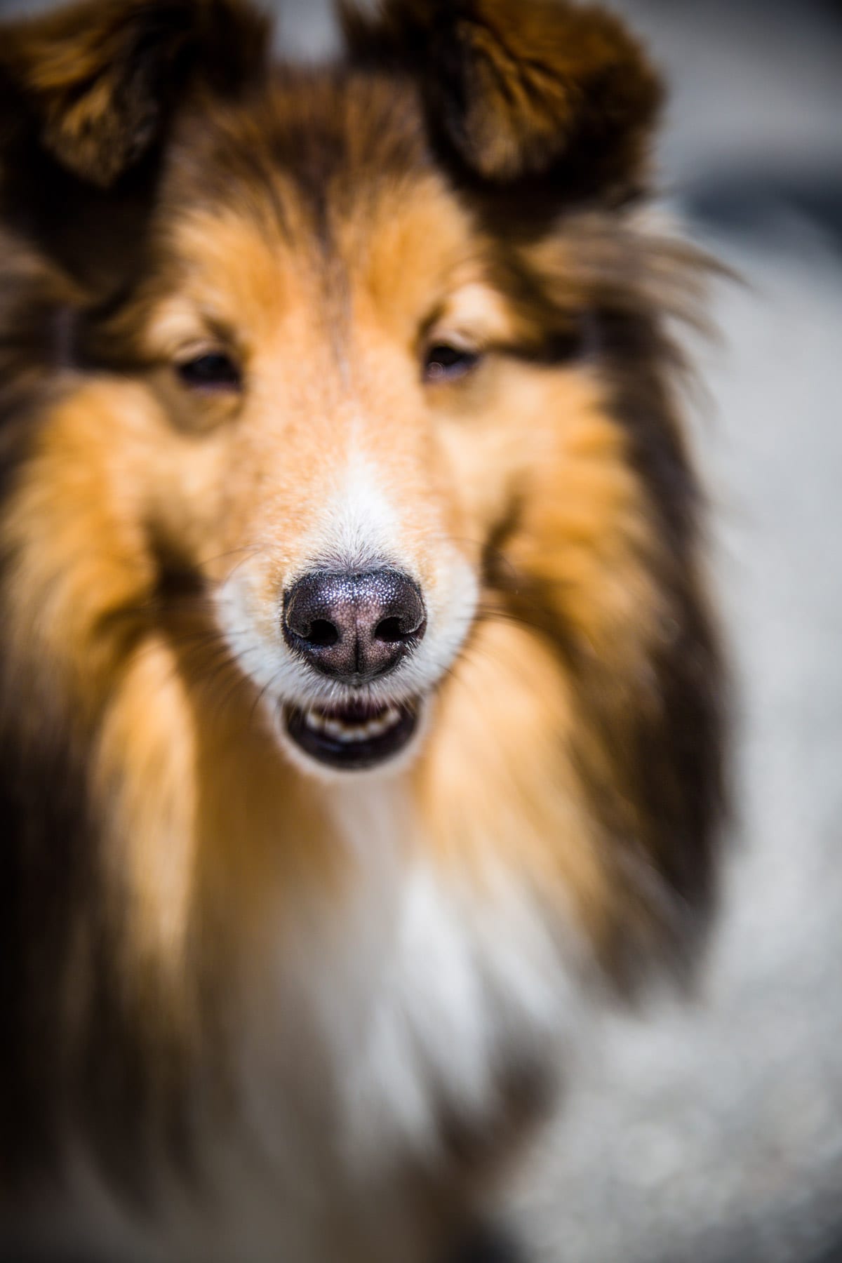 Meet the Dogs of Wanderlust